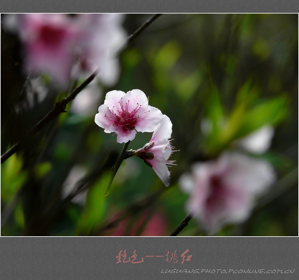 桃红世界苹果版桃花源记苹果版怎么安装模拟器